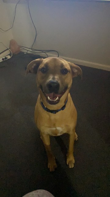 looking for free dogs to a good home